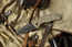Viking Nordway P066