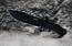 Viking Nordway H027