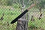 Viking Nordway H811