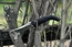 Viking Nordway P446