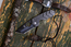 SteelClaw TWS
