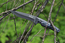 Viking Nordway K322T