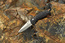 Benchmade 551 Griptilian