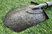 Малая пехотная лопатка Коминтерн (1941 год) К-118
