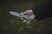 Kershaw 1556 Cryo II