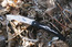 Cold Steel Kudu