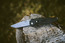 SOG FSA-8 Flash II